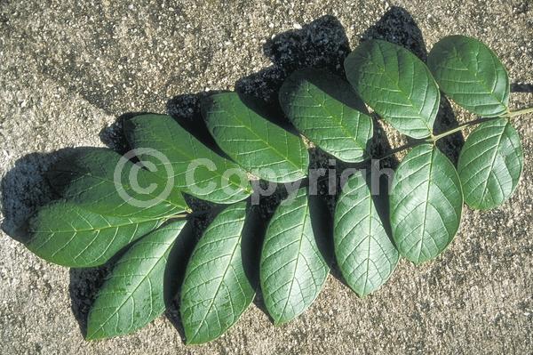 Orange blooms; Yellow blooms; Evergreen; Broadleaf
