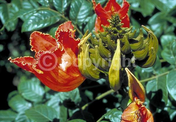 Orange blooms; Yellow blooms; Evergreen; Broadleaf