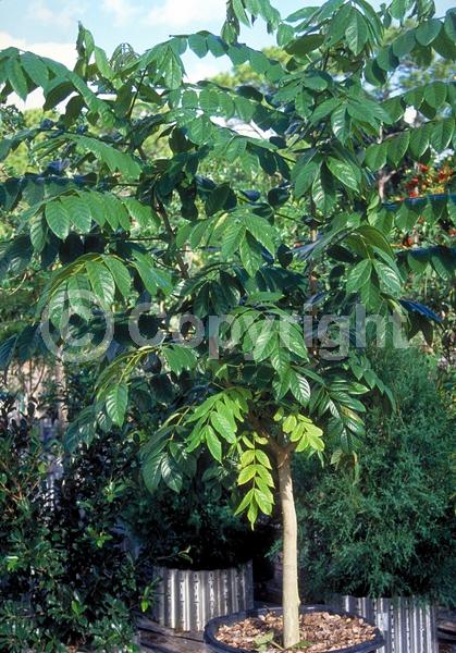 Orange blooms; Yellow blooms; Evergreen; Broadleaf