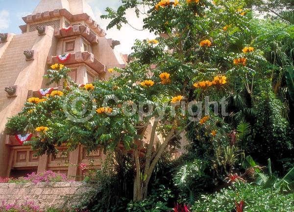 Orange blooms; Yellow blooms; Evergreen; Broadleaf