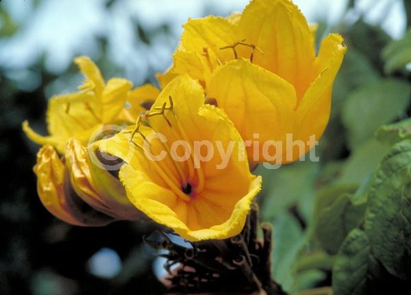Orange blooms; Yellow blooms; Evergreen; Broadleaf