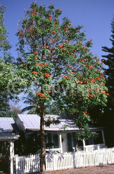 Orange blooms; Yellow blooms; Evergreen; Broadleaf