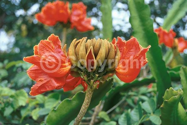 Orange blooms; Yellow blooms; Evergreen; Broadleaf