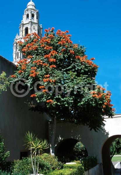 Orange blooms; Yellow blooms; Evergreen; Broadleaf