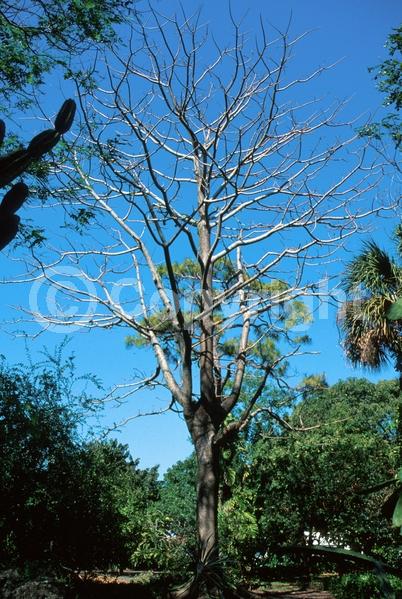 White blooms; Deciduous