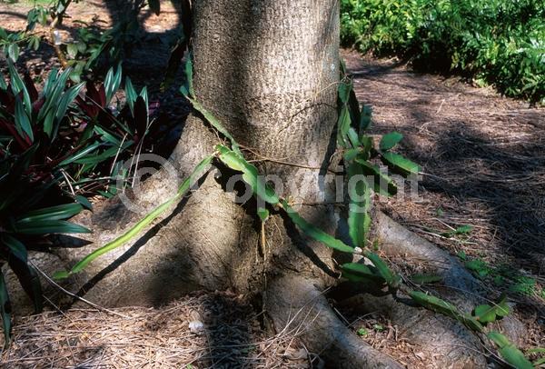White blooms; Deciduous