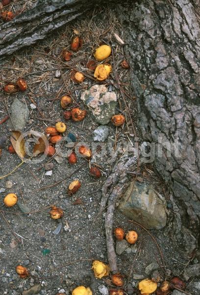 White blooms; Deciduous