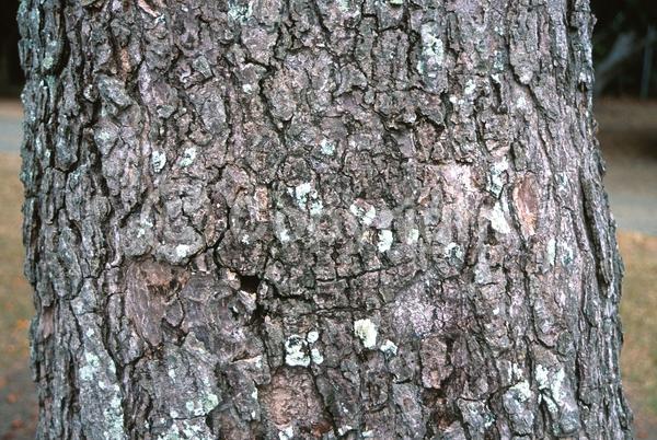 White blooms; Deciduous