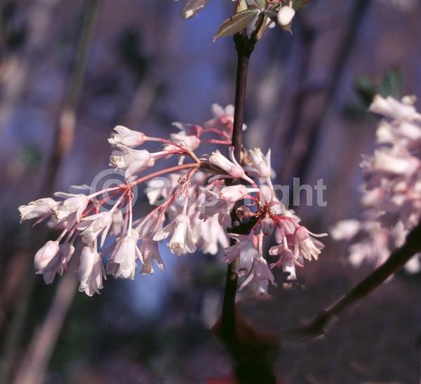 White blooms; Deciduous