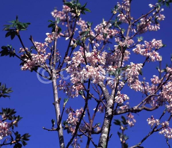 White blooms; Deciduous