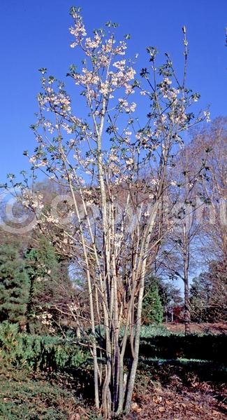 White blooms; Deciduous