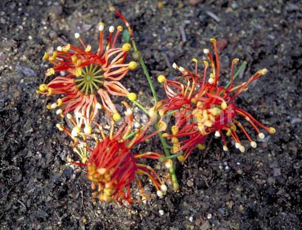 Red blooms; Evergreen