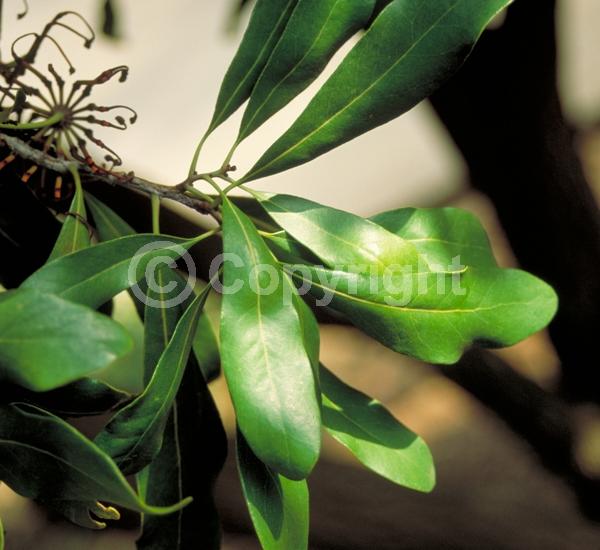 Red blooms; Evergreen