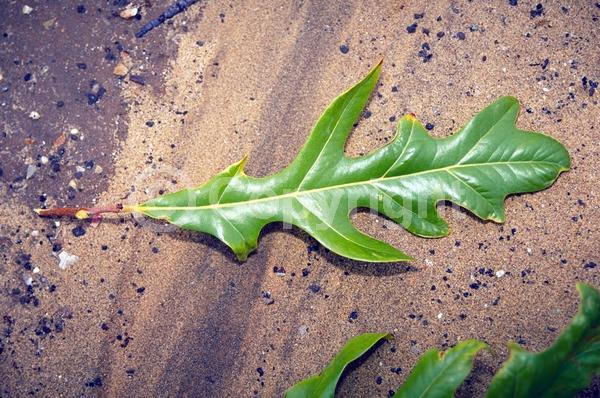 Red blooms; Evergreen