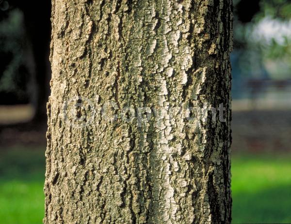 Red blooms; Evergreen