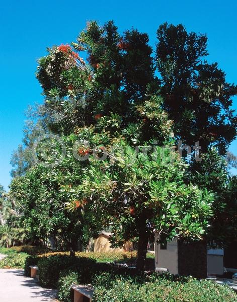 Red blooms; Evergreen