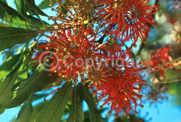 Red blooms; Evergreen
