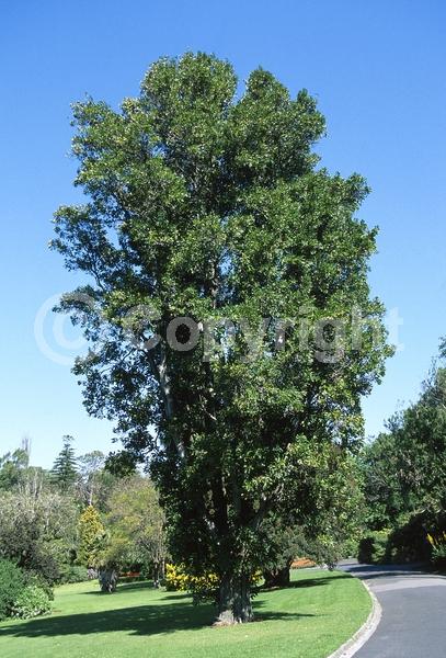 Red blooms; Evergreen