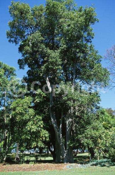 Red blooms; Evergreen