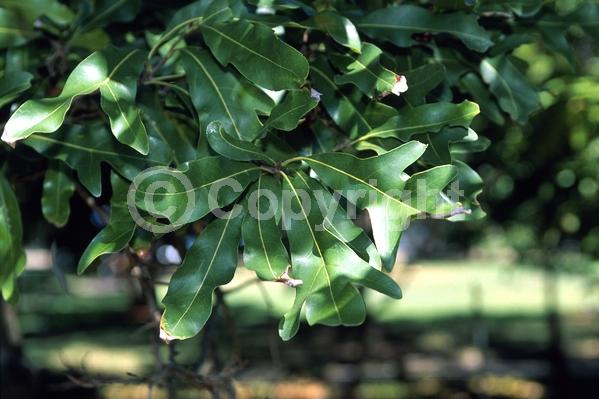 Red blooms; Evergreen