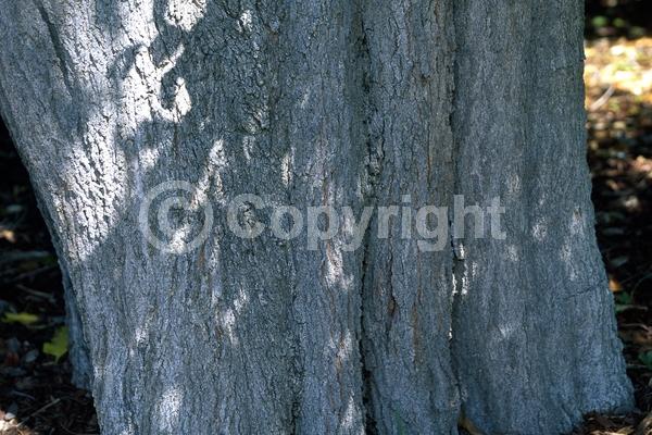 Red blooms; Evergreen