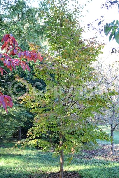 White blooms; Deciduous; Broadleaf