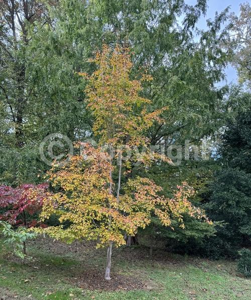 White blooms; Deciduous; Broadleaf