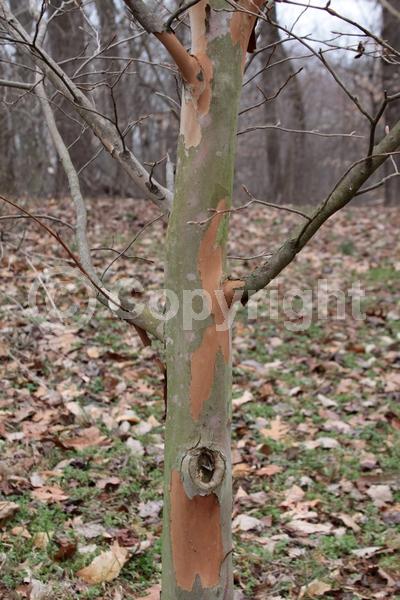 White blooms; Deciduous; Broadleaf