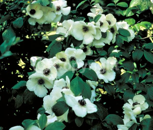 White blooms; Deciduous; Broadleaf; North American Native