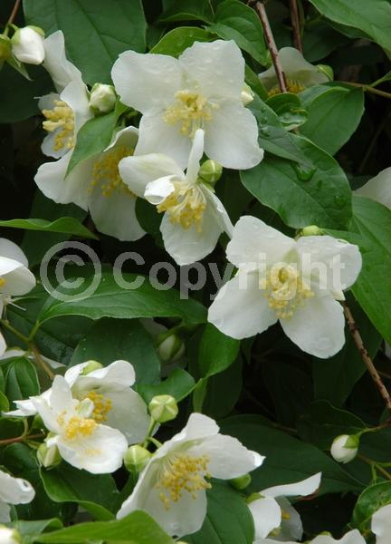 White blooms; Deciduous; Broadleaf; North American Native