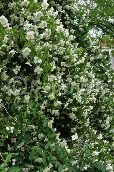 White blooms; Deciduous; Broadleaf; North American Native