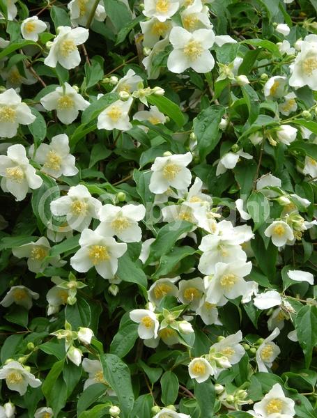 White blooms; Deciduous; Broadleaf; North American Native