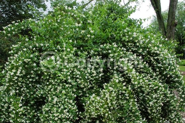 White blooms; Deciduous; Broadleaf; North American Native