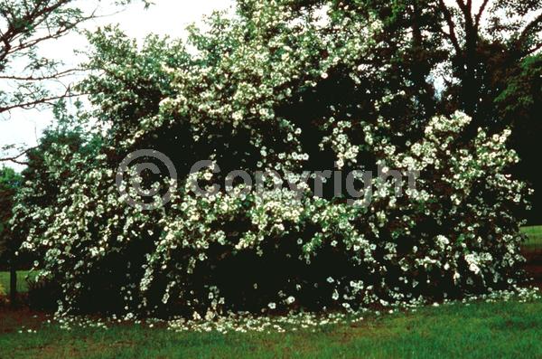 White blooms; Deciduous; Broadleaf; North American Native
