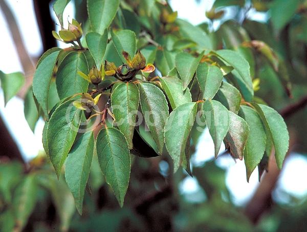 White blooms; Deciduous; Broadleaf