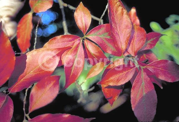 White blooms; Deciduous; Broadleaf