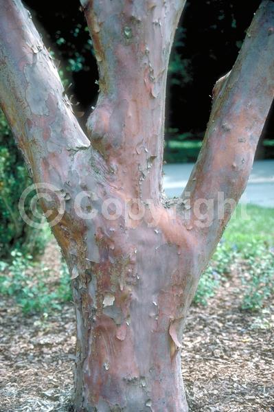White blooms; Deciduous; Broadleaf