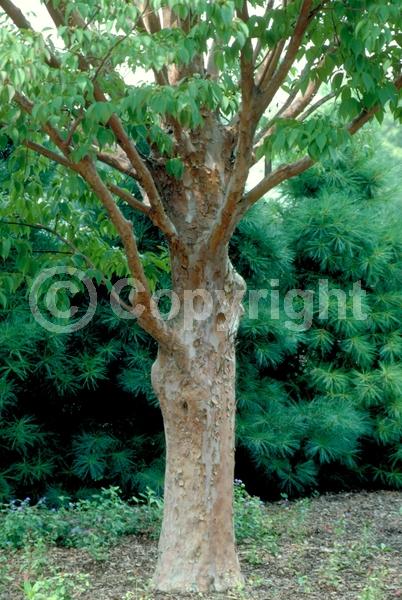 White blooms; Deciduous; Broadleaf