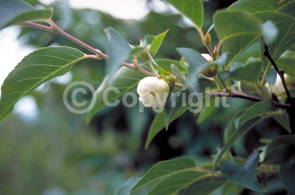 White blooms; Deciduous; Broadleaf