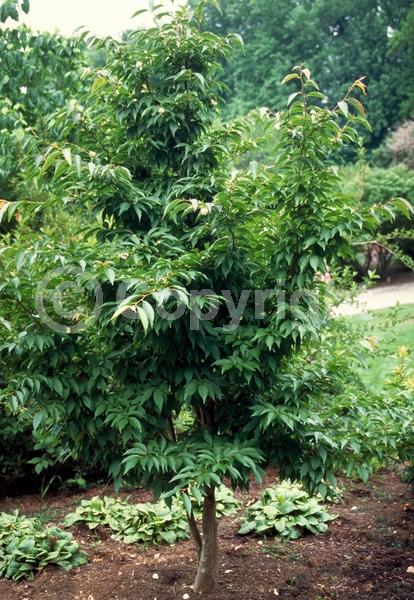 White blooms; Deciduous; Broadleaf