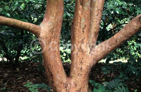 White blooms; Deciduous; Broadleaf