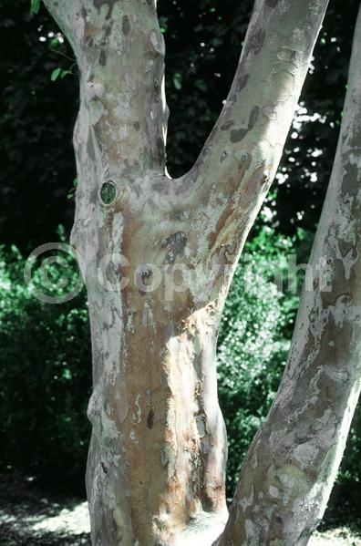 White blooms; Deciduous; Broadleaf
