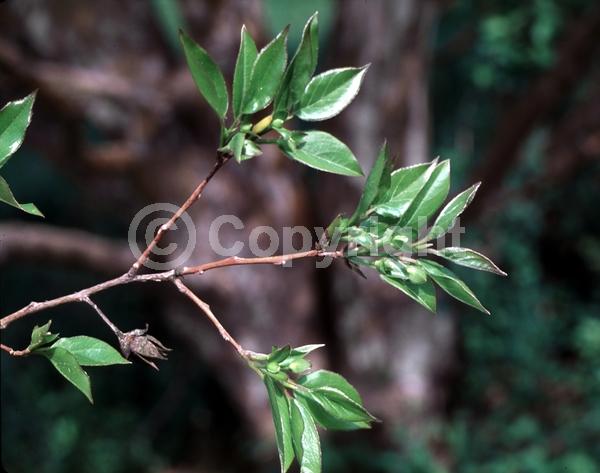 White blooms; Deciduous; Broadleaf