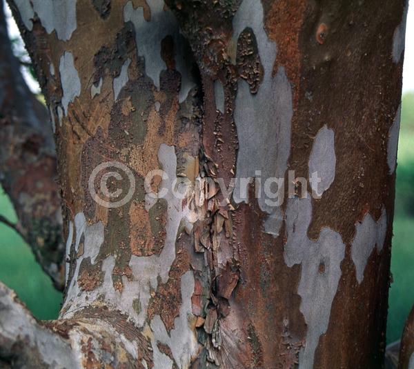 White blooms; Deciduous; Broadleaf