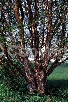 White blooms; Deciduous; Broadleaf