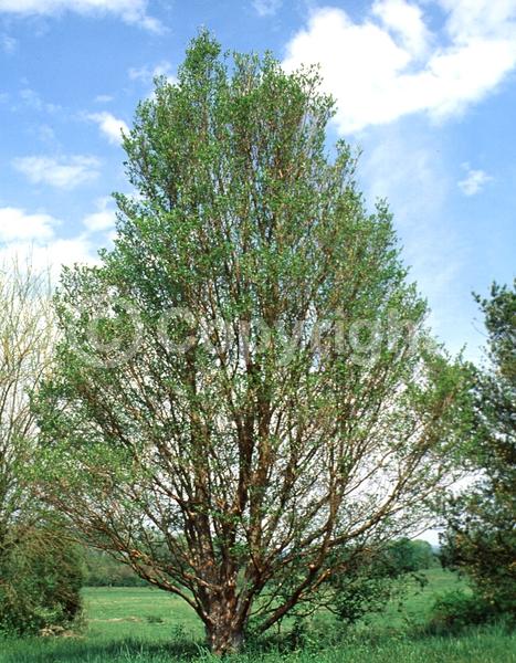 White blooms; Deciduous; Broadleaf