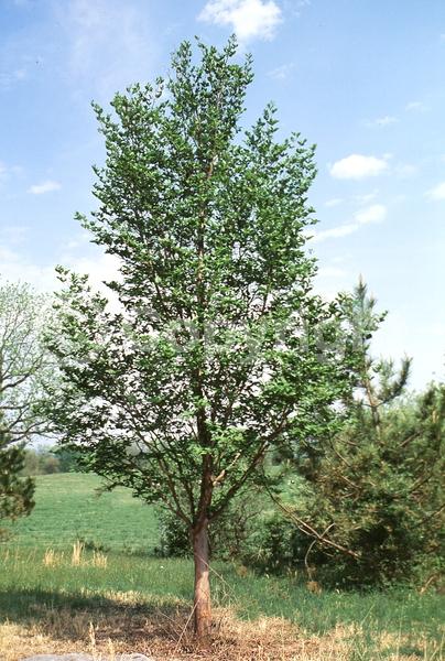 White blooms; Deciduous; Broadleaf