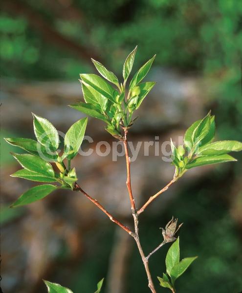White blooms; Deciduous; Broadleaf