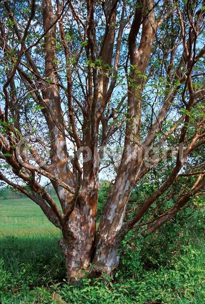 White blooms; Deciduous; Broadleaf