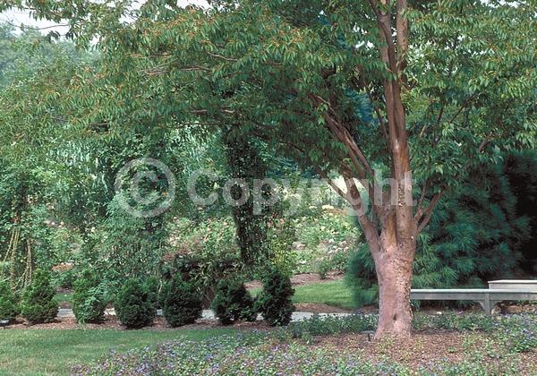 White blooms; Deciduous; Broadleaf